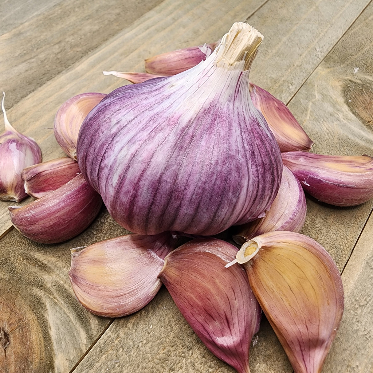 Fresh Chesnok Red hard neck garlic bulb from SeedsNow-Garlic, showing its white papery skin and sturdy cloves.