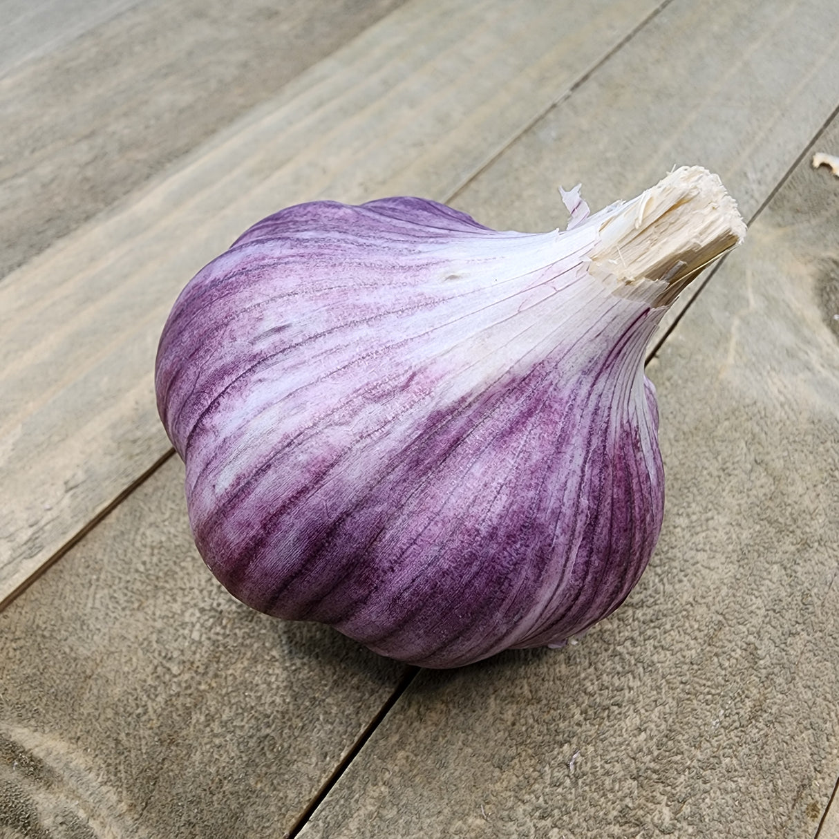 Hard neck Chesnok Red garlic bulb from SeedsNow-Garlic, showing multiple cloves with papery skin on a white background.