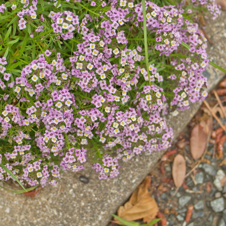 Alyssum (Royal Carpet) Flower Seeds Lobularia maritima online in the USA!