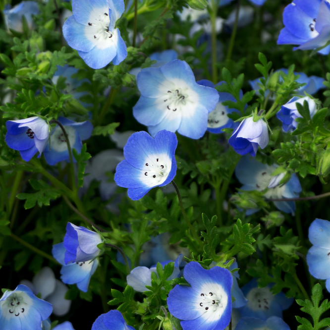 Baby Blue Eyes Flower seeds | Bright Blue Spring Blooms for Gardens