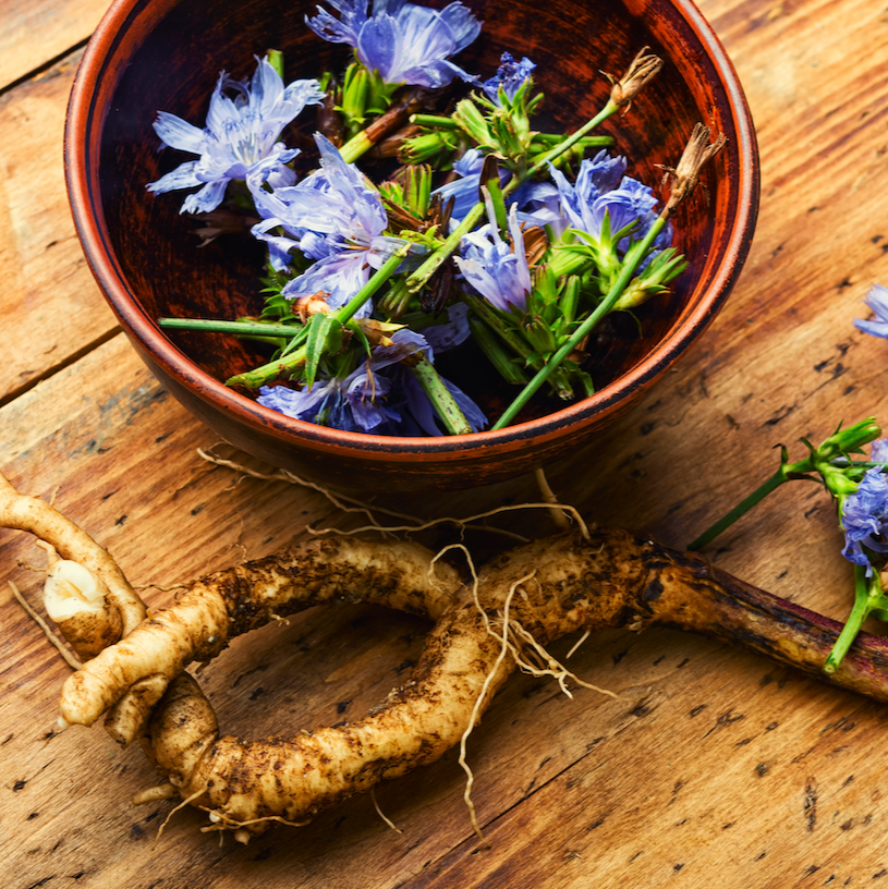 Common Chicory plant with blue flowers and robust roots enhancing garden health and aesthetics