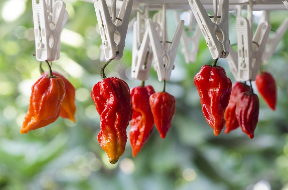 All-in-One WORLD'S Hottest Peppers π₯΅π₯πΆοΈ Variety Pack