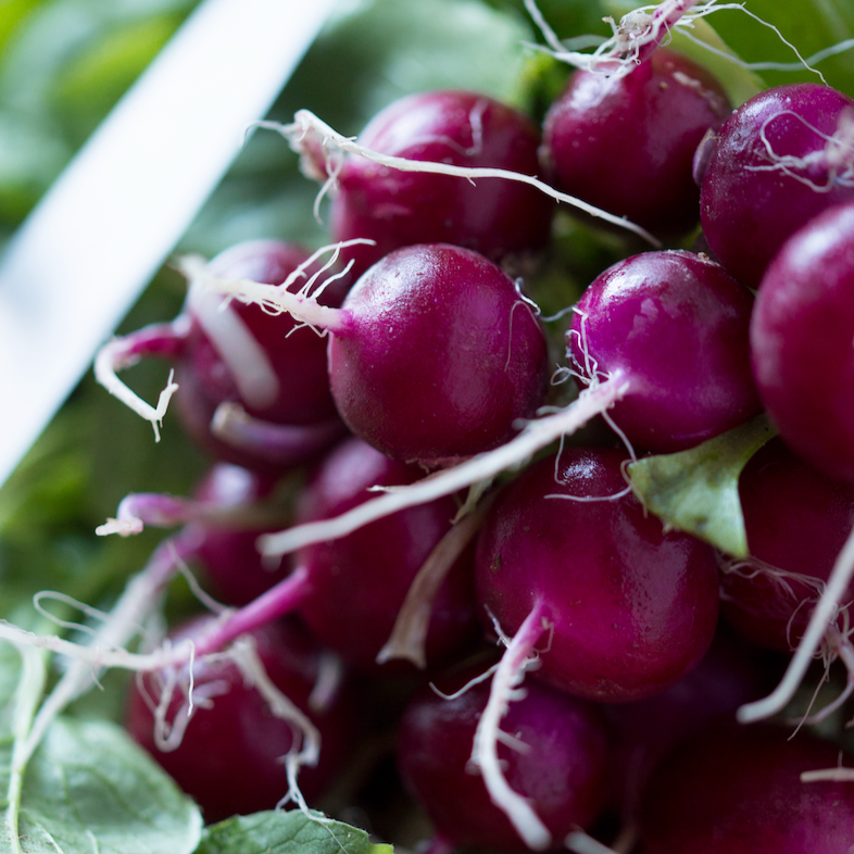Shop fresh Purple Beauty Radish seeds online in the USA. Purple skin, crisp white flesh. Buy Open-pollinated OP, USA-quality, Heirloom, NON-GMO organic seeds & more!