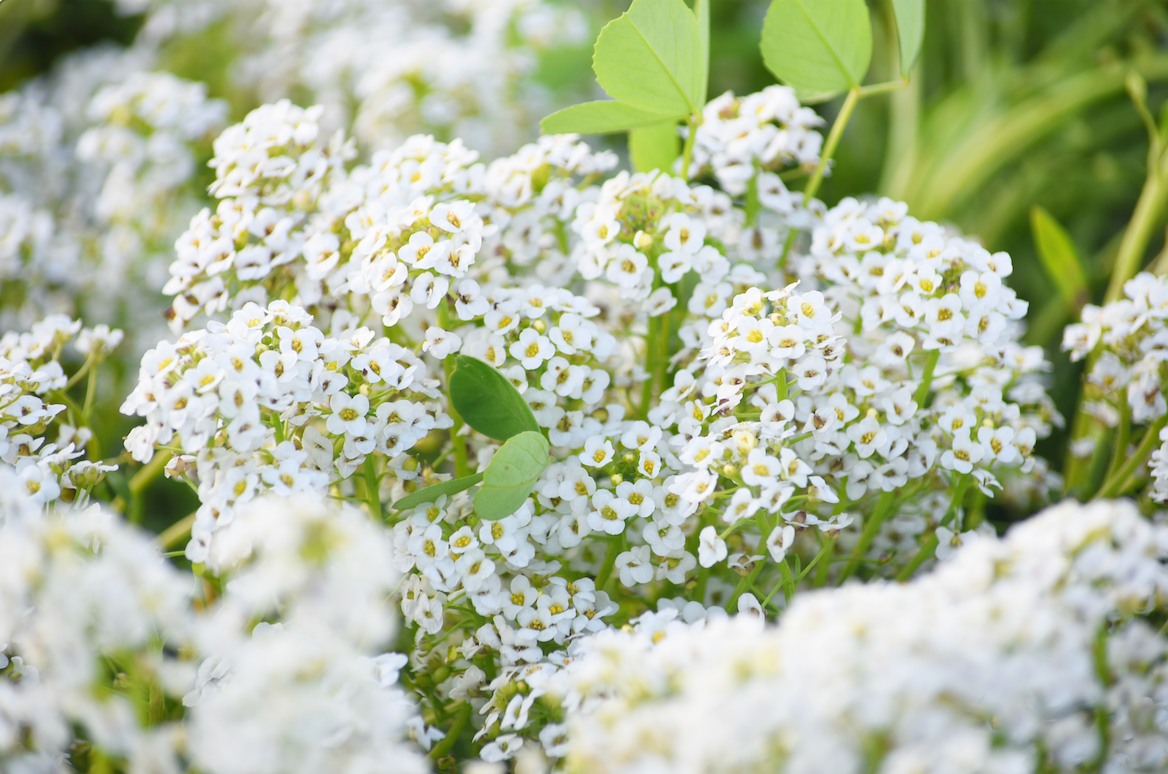 Close-up of white Alyssum flower seeds cluster blooming in garden