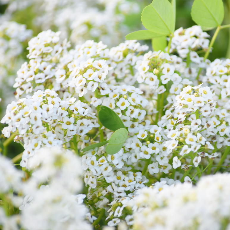 Buy Alyssum (Carpet of Snow) Flower Seeds online in the USA! Lobularia maritima