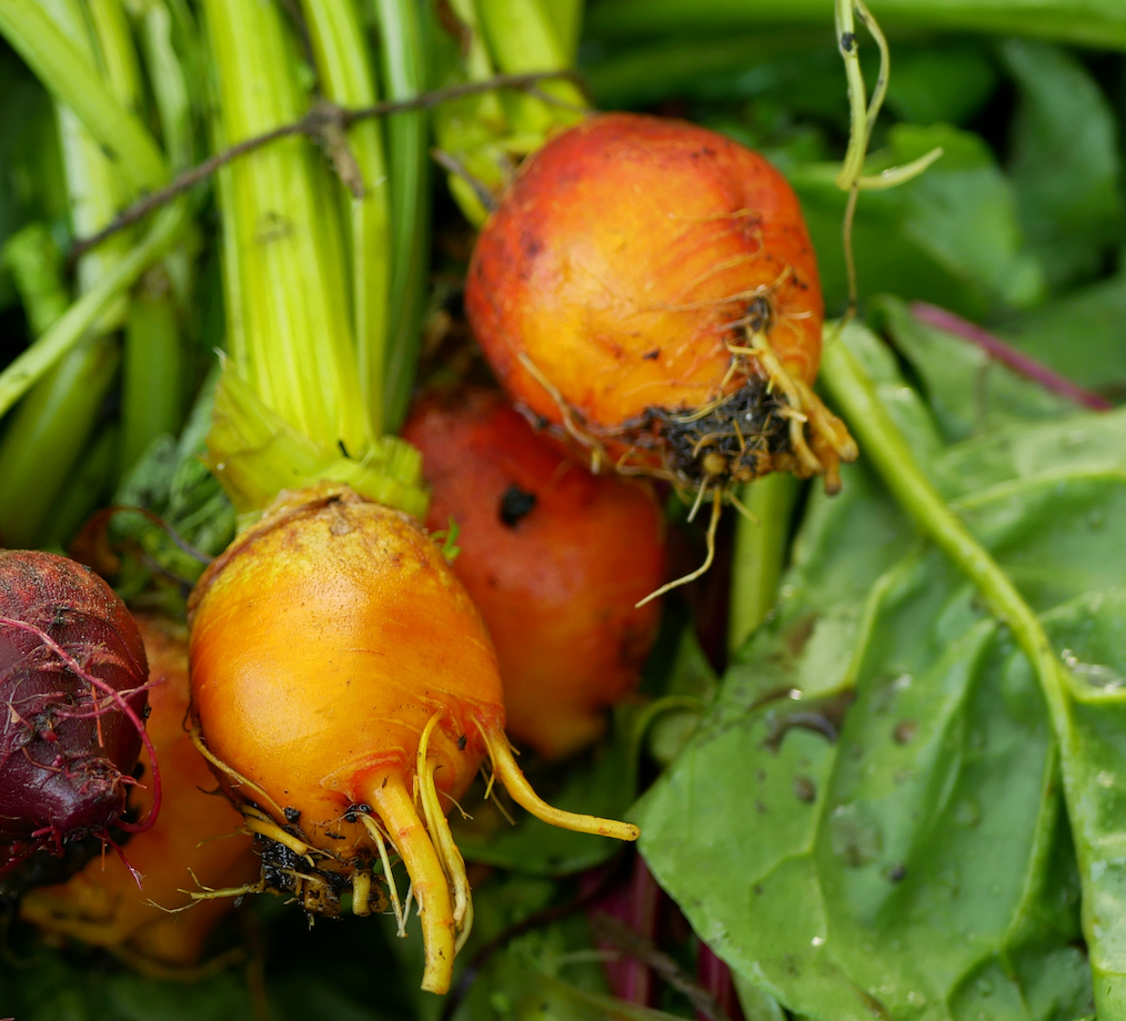 Close-up of vibrant Burpee Golden Beet with golden-yellow flesh and green leaves growing in soil