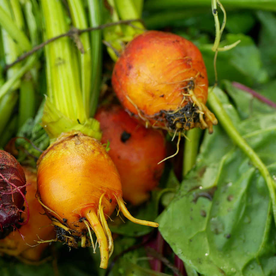 Burpee Golden Beet seeds for sale online in the USA. Cold-hardy Yellow beets, 50-60 days to maturity! Open-pollinated, USA-quality, Heirloom, organic seeds & more!