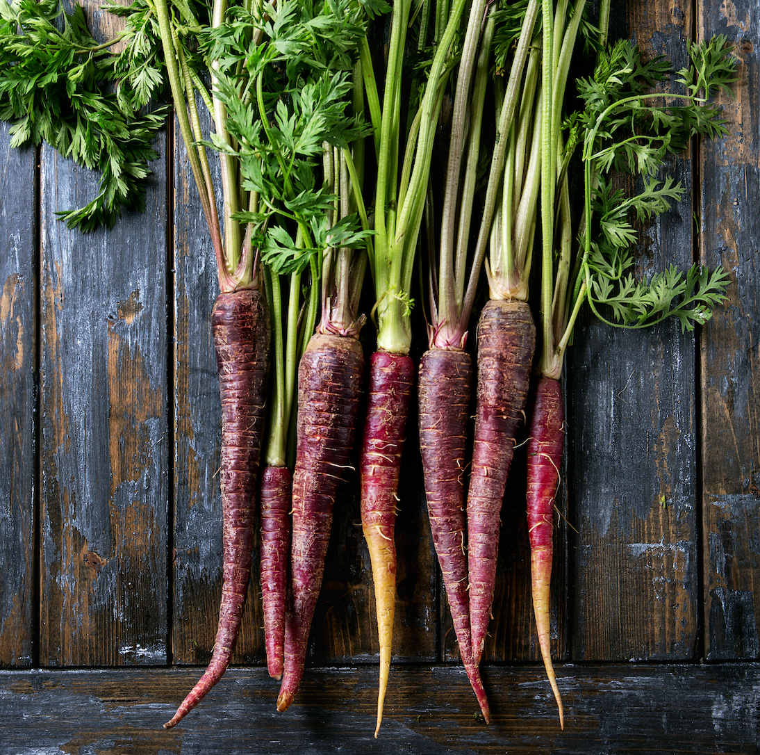 Close-up of vibrant 7-inch purple carrot growing in soil with green tops