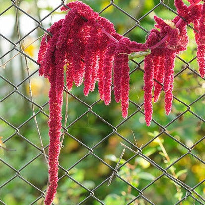 Buy Amaranth - Red Garnet (Amaranthus) flower seeds online. Open-pollinated, USA-quality, grow guarantee. Beautiful and delicious! Edible leaves and seeds!