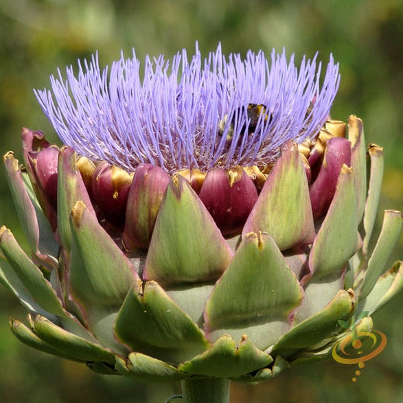 Close-up of purple artichoke thistle seeds, showing small, dark seed clusters on a plant with green leaves, from SeedsNow.