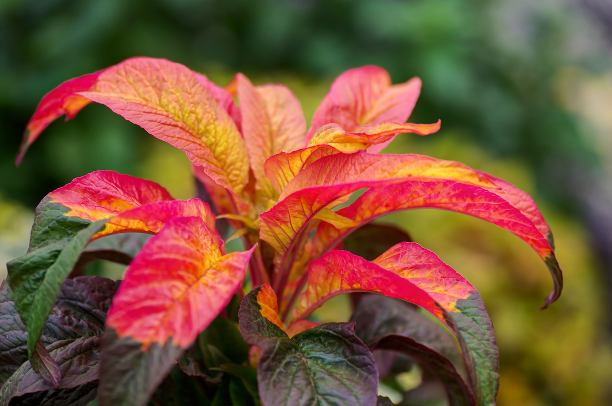 Amaranth - Tri Color (Joseph's Coat) seeds