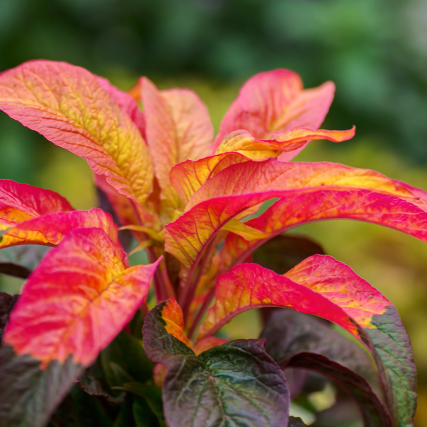 Buy Amaranth - Tri Color (Amaranthus) seeds online in the USA. Open-pollinated, USA-quality, grow guarantee. Perfect for attracting beneficial pollinators!