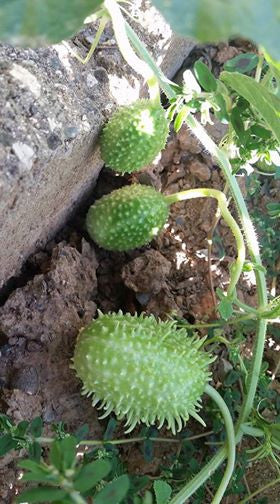 Cucamelon plant with small, round cucumbers resembling tiny watermelons, growing on a vine, from SeedsNow.