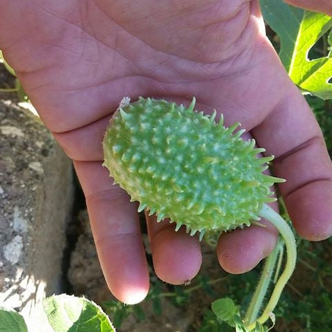 Cucumber seeds for Cucamelon, West Indian Burr Gherkin, from SeedsNow, displayed in seed packet.