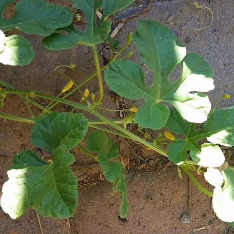 West Indian burr gherkin cucamelon cucumber seed packet from SeedsNow, featuring small, vine-growing cucumbers with textured skin.