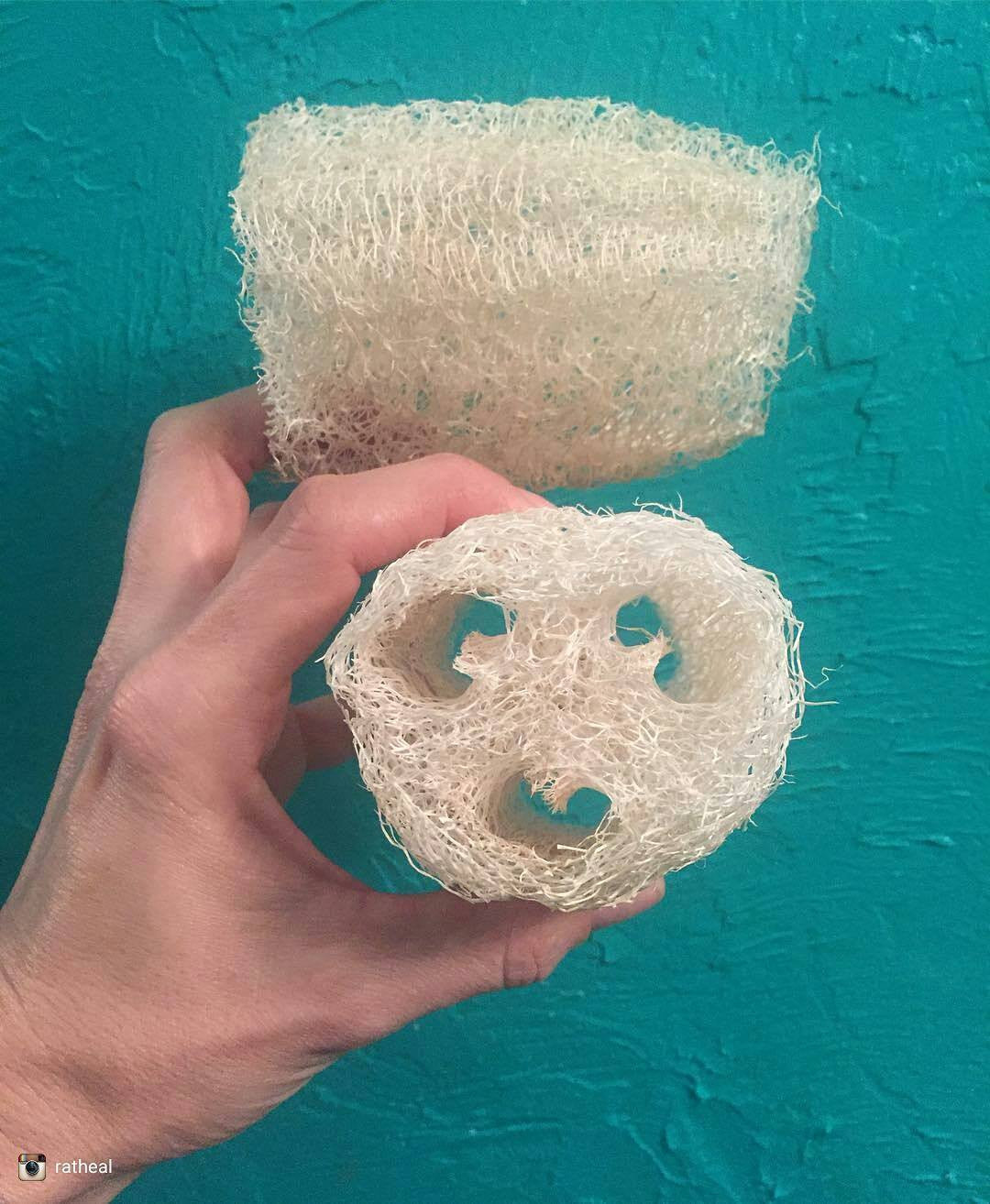 Luffa gourd seeds from SeedsNow, showing small seeds in a clear container, ready for planting or gardening.