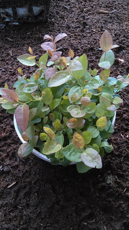 Blueberry Highbush Seeds from SeedsNow, showing fresh seed packets for planting blueberries.