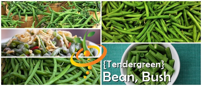 Collage of fresh Tendergreen Bush Bean pods and a dish made with Tendergreen Bush Beans
