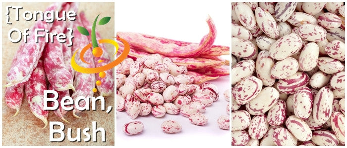 Bush Tongue of Fire bean seeds from SeedsNow, close-up of vibrant red and green bean pods on a plant.