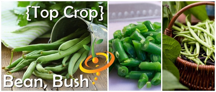 Bush bean plant from SeedsNow showing green bean pods on a healthy bush plant.