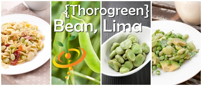 Lima bean plant with green pods, Thorogreen seeds from SeedsNow, grown outdoors in a garden setting