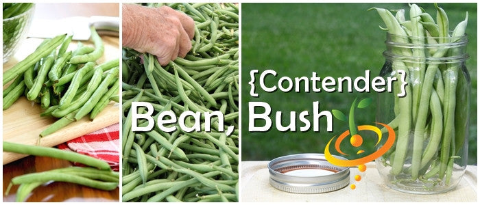 Bush bean plant with growing Contender bush bean seeds from SeedsNow in a garden setting.