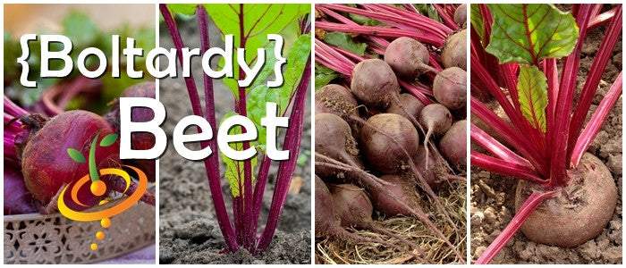 Collage of Boltardy Beet plants and roots growing in soil showing deep red color and smooth skin