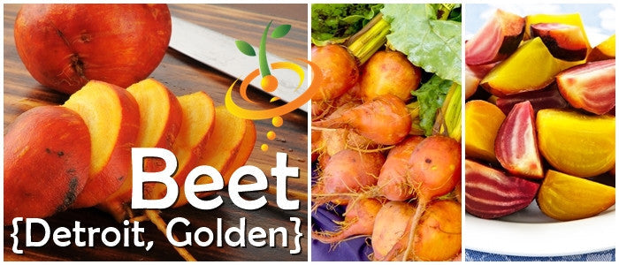 Golden Detroit beets whole, sliced, and mixed colorful beetroot pieces on a plate