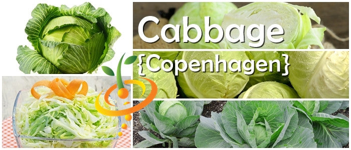 Fresh green Copenhagen cabbage from SeedsNow, shown in a close-up image with leafy heads and vibrant texture.