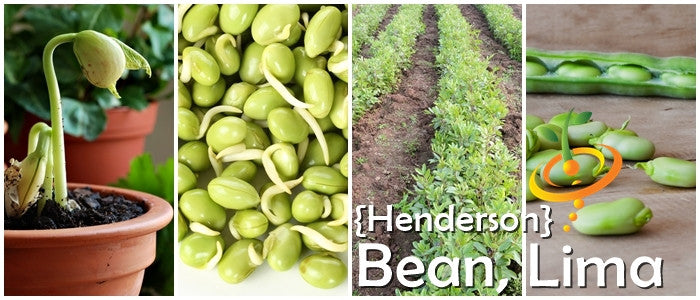 Fresh green Lima beans from Henderson Seeds, showing plump, smooth beans inside a natural pod.