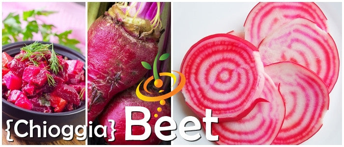 Chioggia beet seeds from SeedsNow, showing vibrant red and white striped beet root seeds for planting.