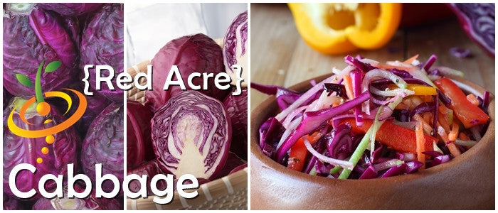 Red Acre cabbage seeds with mature red globe cabbage and fresh cabbage coleslaw salad