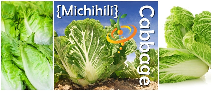 Fresh Michihili cabbage seeds with leafy cylindrical heads and tender light green leaves ideal for stir-fry and pickling