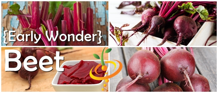Early Wonder beet seeds from SeedsNow, fresh beet root seeds for gardening and home grown healthy vegetables.