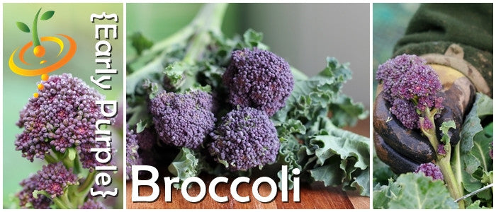 Early Purple broccoli seeds from SeedsNow, showing vibrant purple broccoli florets and green stalks on a gardening background.