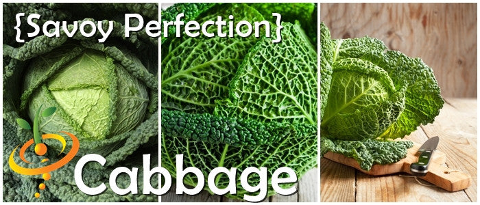 Savoy Perfection cabbage seeds featuring large drumhead cabbage with finely wrinkled leaves and sweet flavor