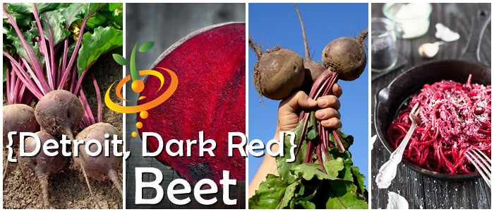Dark red Detroit beet seeds from SeedsNow displayed in a clear packet on a white background.