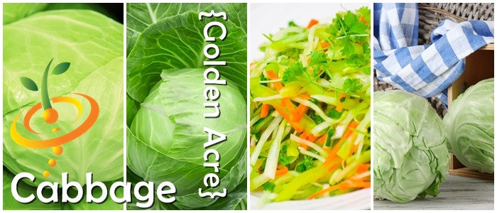 Golden Acre cabbage seeds from SeedsNow, close-up of vibrant green and golden cabbage seed packets.