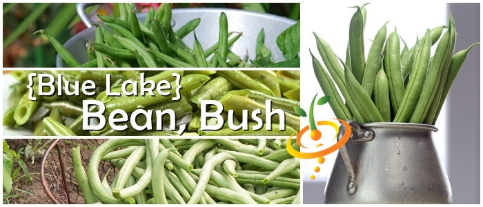 Blue Lake bush bean seeds from SeedsNow, showing small green bean seed packets with label and colorful branding.