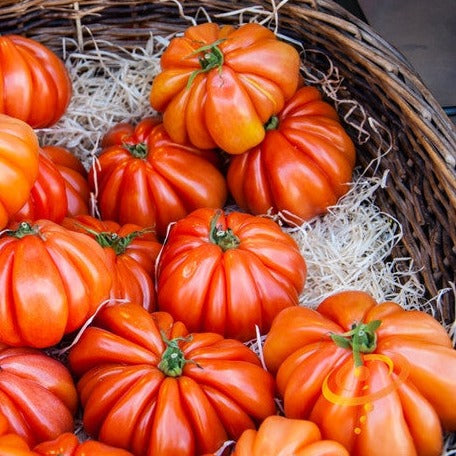 Tomato Beefsteak Seeds - Ponderosa Red, Indeterminate, Heavy Yields Basket of ripe Ponderosa Red Beefsteak tomatoes with bright red, ribbed, large fruit