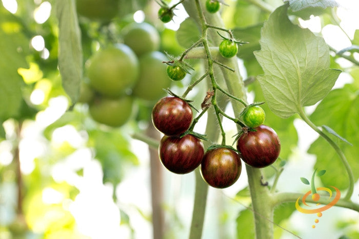 Black Cherry Tomato cluster with ripe dark purple and green tomatoes on the vine