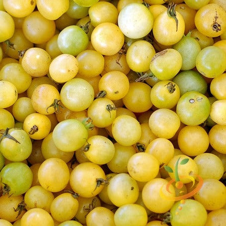 Tomato Cherry White Seeds | Indeterminate, Super Sweet & High Yielding