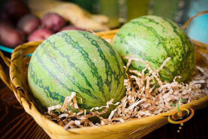 Two round Sugarbaby watermelons in a basket with shredded paper packing