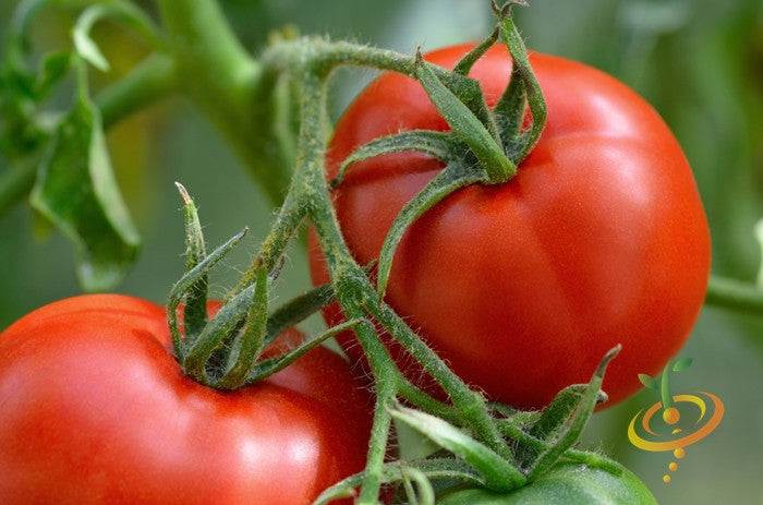 Close-up of ripe red Tomato Floradade determinate tomatoes on the vine
