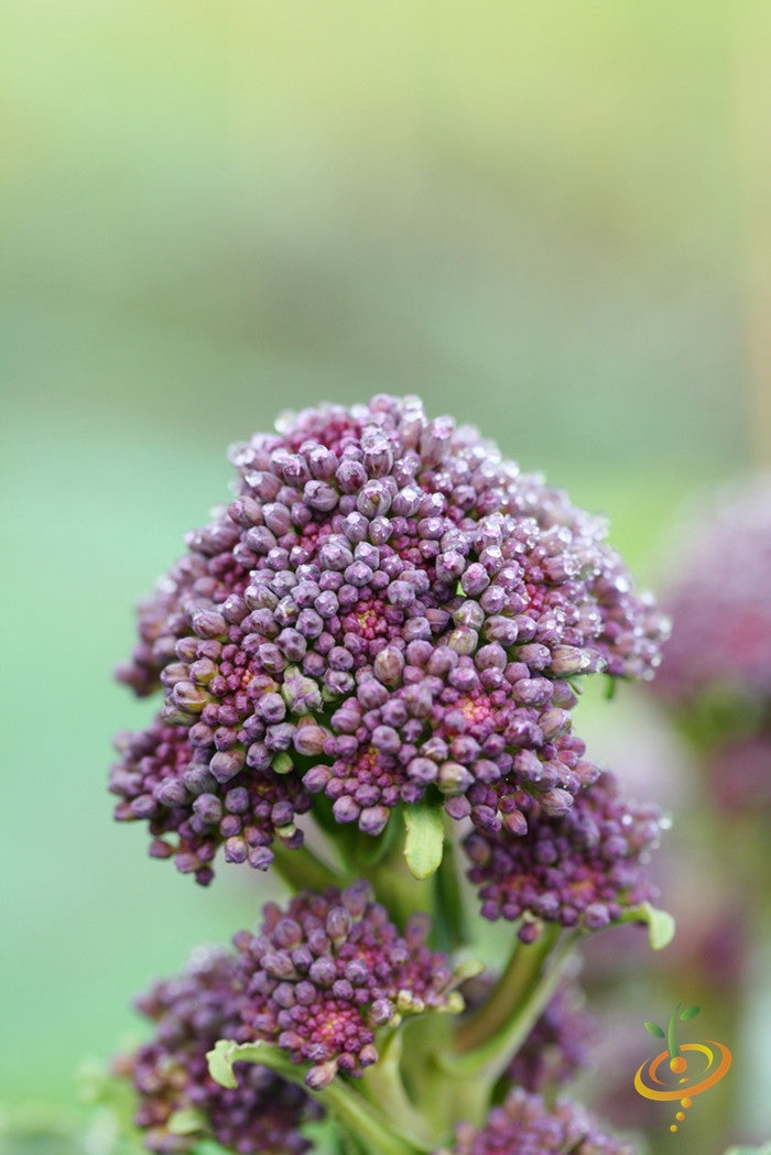 Early Purple broccoli seeds from SeedsNow, showing fresh green broccoli head with purple-tinged florets on a gardening background.
