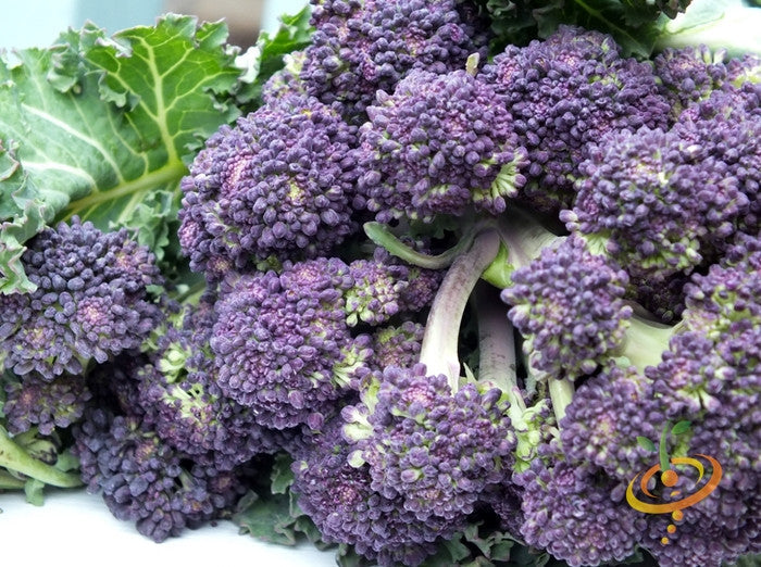 Early Purple broccoli seeds from SeedsNow, showing vibrant green and purple broccoli florets ready for planting.
