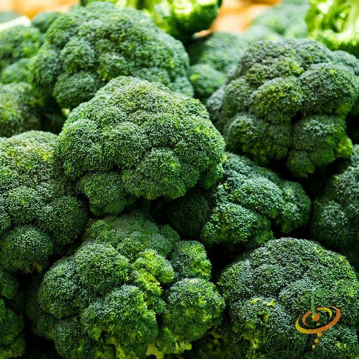 Shop Broccoli Calabrese seeds to buy online in the USA. Cold-hardy medium-large heads. Find Open-pollinated OP, USA-quality, Heirloom, NON-GMO organic seeds & more!