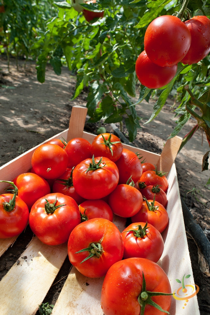 Homestead Tomato seeds by SeedsNow, showing healthy determinate tomato plant with ripe red tomatoes on the vine.