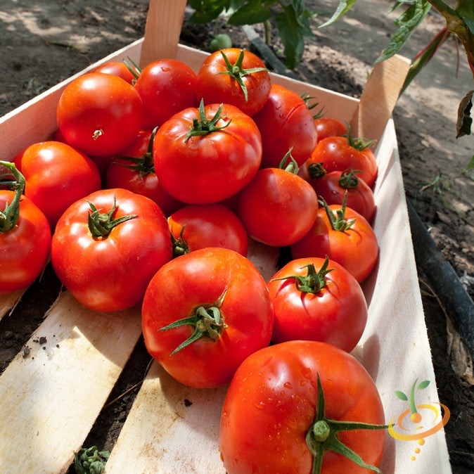 Bright red Homestead tomato plant from SeedsNow with lush foliage, ready for garden planting.