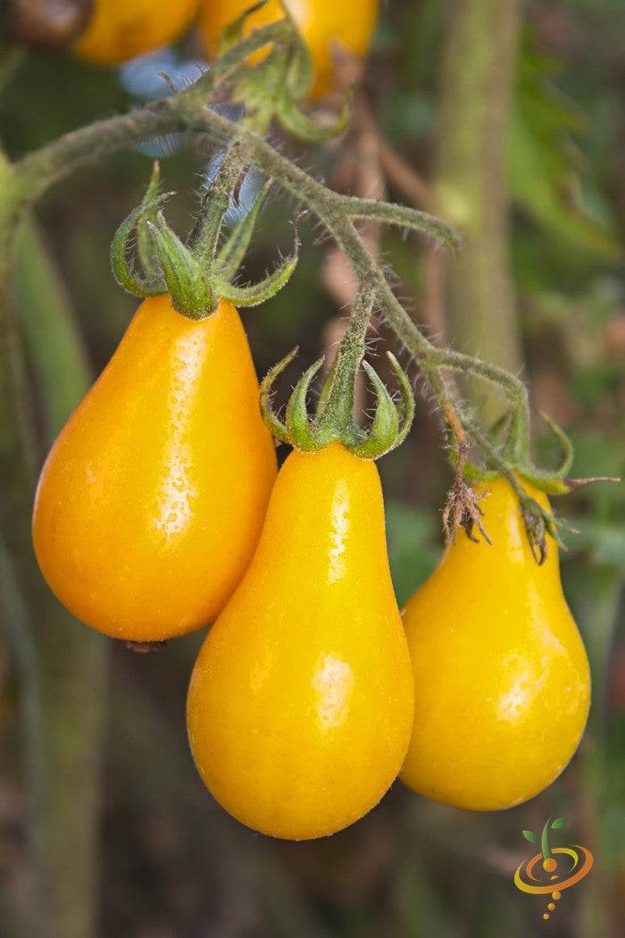 Yellow Pear Tomato Seeds | Cluster of ripe Yellow Pear Tomato fruits hanging on the vine